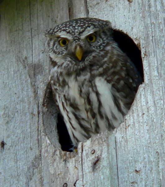 Fil:Glaucidium passerinum.jpg