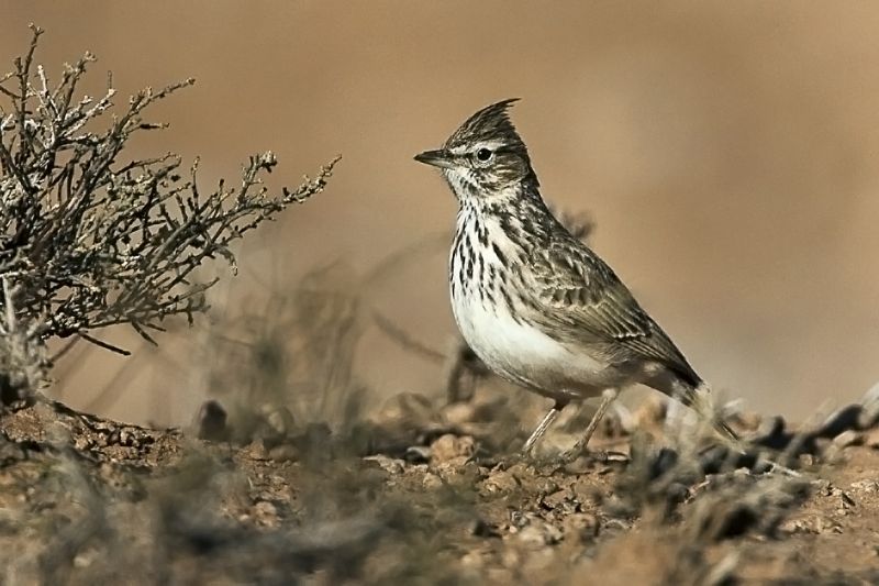 Fil:Thekla Lark - Marocco 07 3582 (16759996740).jpg