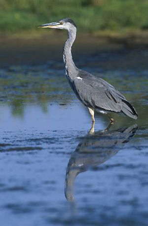 Ardea cinerea 2 (Marek Szczepanek).jpg