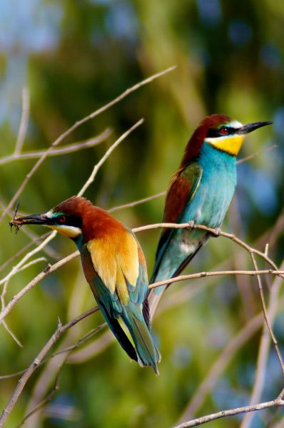 Fil:European bee eater.jpg
