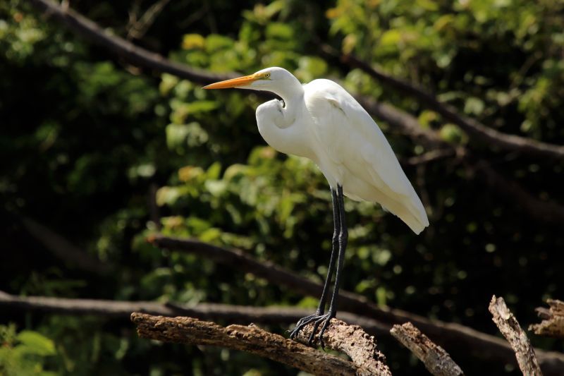 Fil:Great egret (Ardea alba) Tobago.jpg