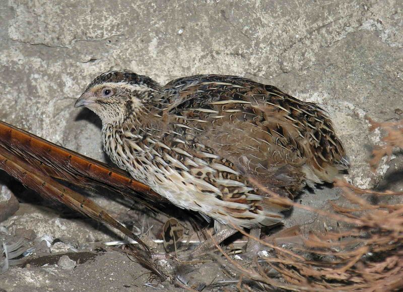 Fil:Coturnix coturnix (Lmbuga).jpg