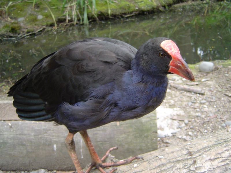 Fil:Porphyrio porphyrio.jpg