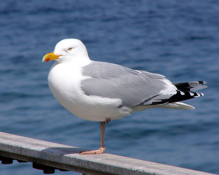 Fil:Larus argentatus ad.jpg