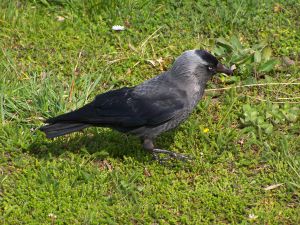 Corvus monedula 01.JPG