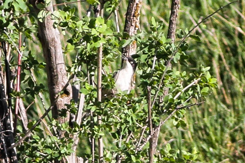 Fil:Eastern Orphean Warbler (Sylvia crassirostris) (8079434316).jpg