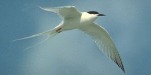 RoseateTern23.jpg