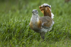 Otis tarda, Hortobagy, Hungary 1.jpg