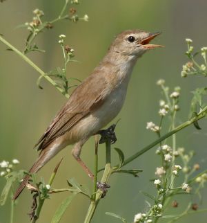 Sykes's Warbler (Hippolais rama) W IMG 6807.jpg