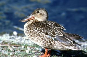 Shovelerhen05.jpg