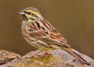 Cirl bunting cropped.jpg