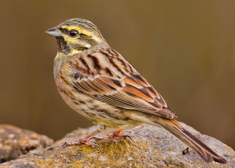 Fil:Cirl bunting cropped.jpg