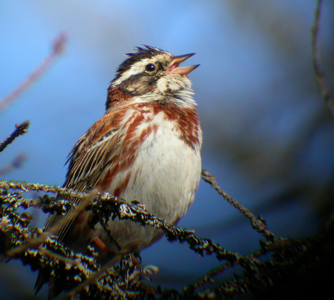 Fil:Emberiza rustica.png