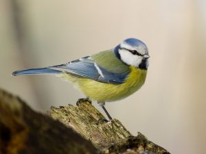 Parus caeruleus1.jpg