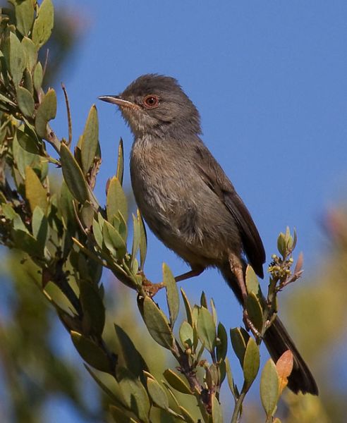 Fil:Dartford Warbler Provencegrasmücke (Sylvia undata) by J. Dietrich.jpg