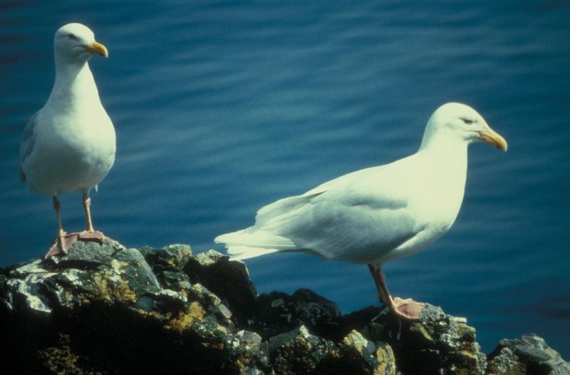 Fil:Larus hyperboreus1.jpg