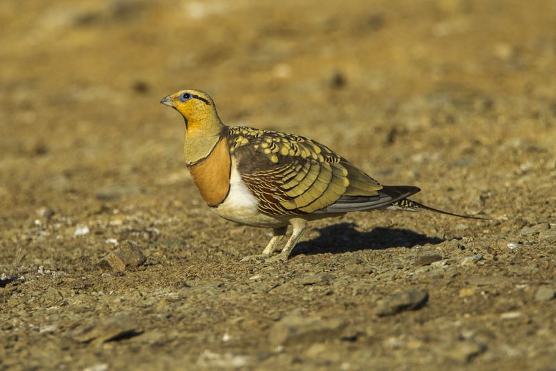 Fil:Pin-tailed sandgrouse (Pterocles alchata).jpg