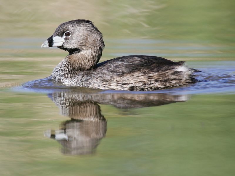 Fil:Podilymbus-podiceps-001.jpg