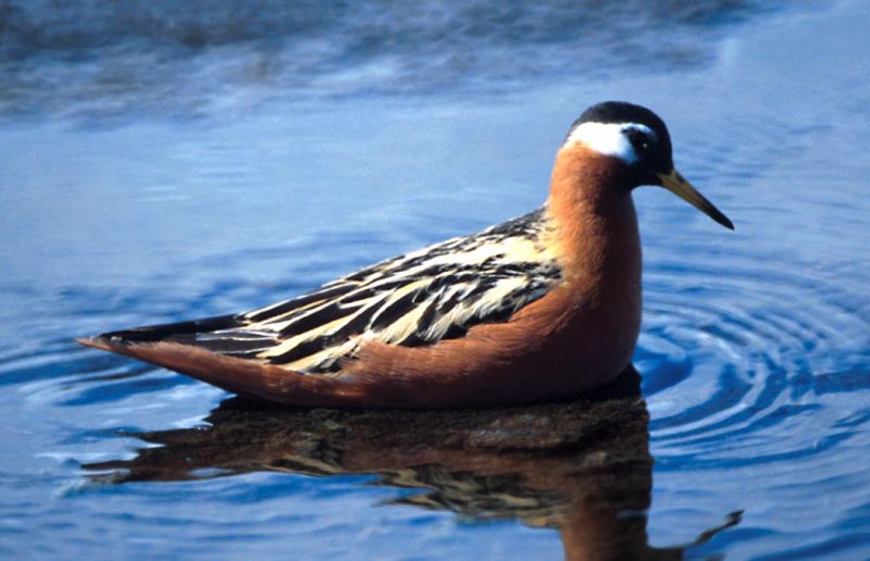 Fil:Phalaropus fulicaria1.jpg