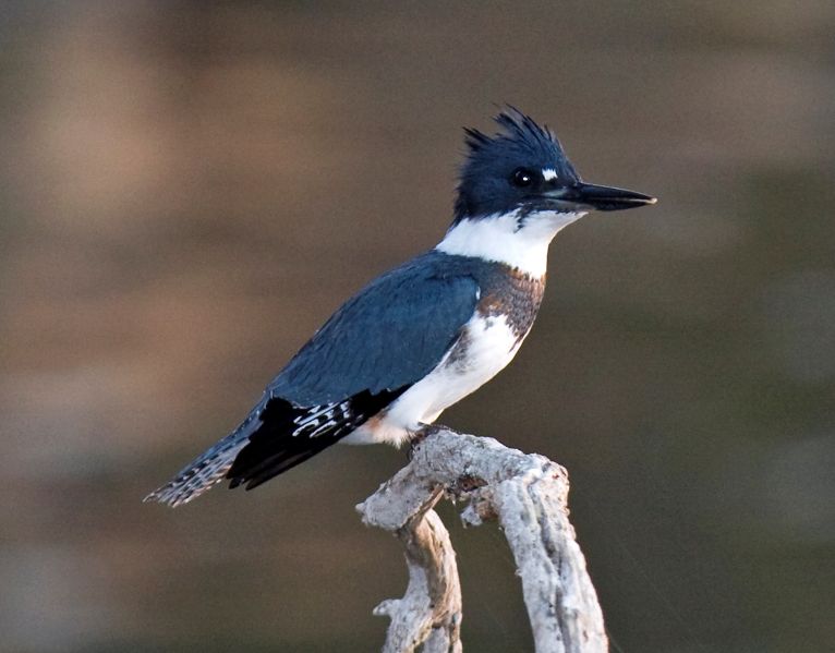 Fil:Belted Kingfisher.jpg