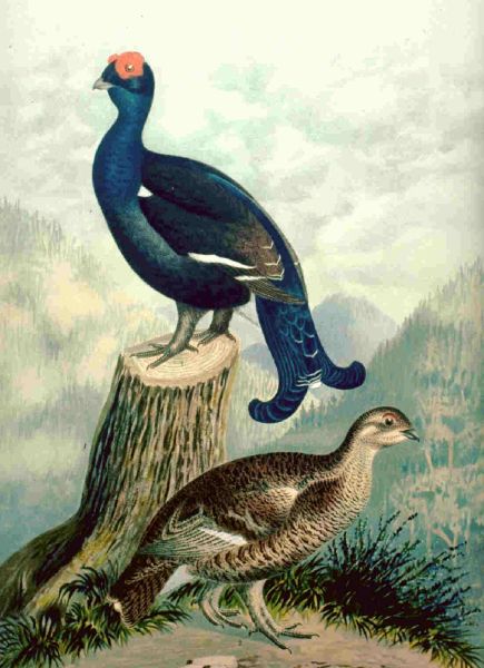 Fil:Tetrao tetrix from ja.jpg