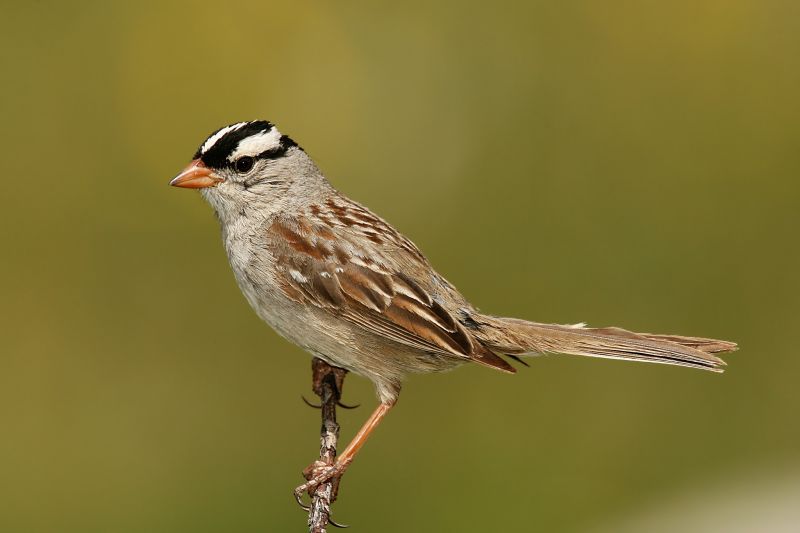 Fil:White-crowned-Sparrow.jpg
