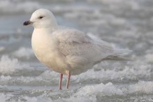 Larus-glaucoides-002.jpg