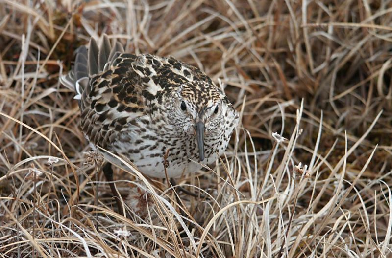 Fil:White-rumped Sandpiper.jpg
