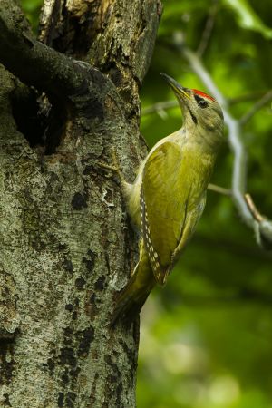 Grey-headed Woodpecker - Italy S4E5692.jpg