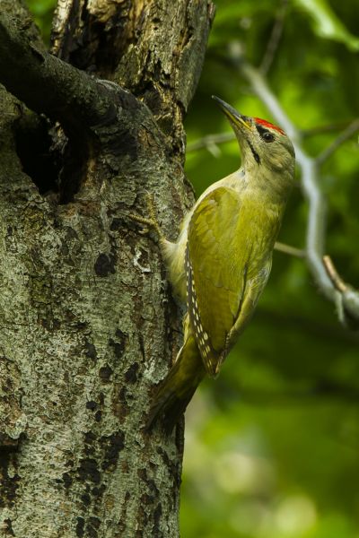 Fil:Grey-headed Woodpecker - Italy S4E5692.jpg