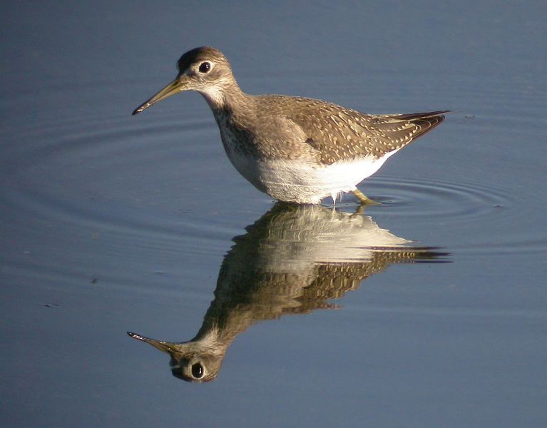 Fil:Solitary Sandpiper.jpg