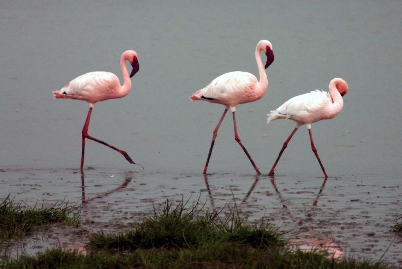 Fil:Lesser-flamingos.jpg