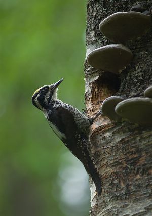 Pohjantikka (Matti Suopajärvi).jpg