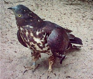 Trzmielojad Pernis apivorus.jpg