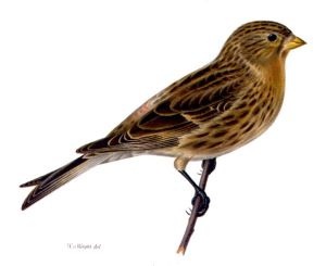 Carduelis flavirostris 2.jpg