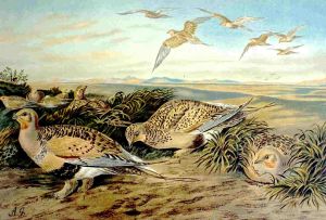Syrrhaptes paradoxus.jpg