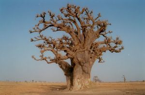 SenegalBaobab.jpg