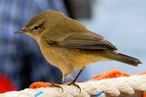 Phylloscopus collybita (taxobox).jpg