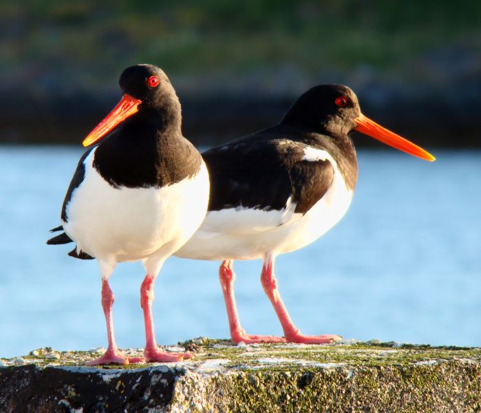 Fil:Haematopus ostralegus Norway.jpg