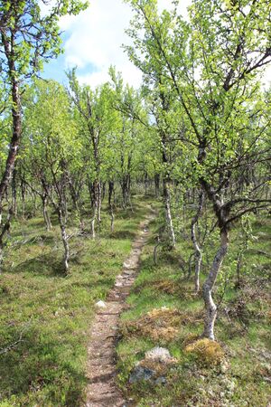 Fjellbjørkeskog - Norwegian mountain birch.jpg