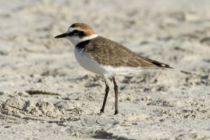 Charadrius alexandrinus (Kentish Plover), Port d'Alcúdia, Mallorca.jpg