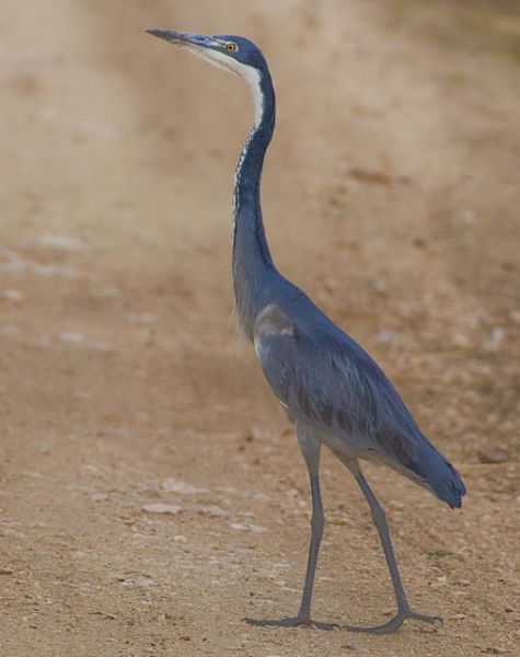 Fil:2009-black-headed-heron.jpg