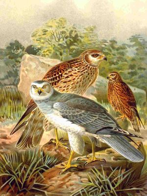 Henharrier.jpg