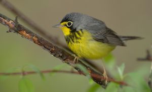 8G7D5475-Canada.jpg