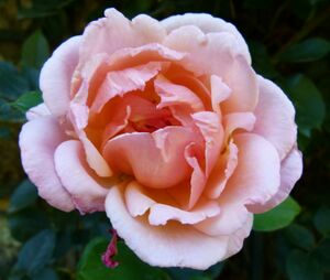 Belle de Londres aux Jardins de Bagatelle.JPG
