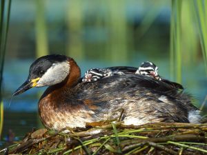 Podiceps cristatus 3 (Lukasz Lukasik).jpg