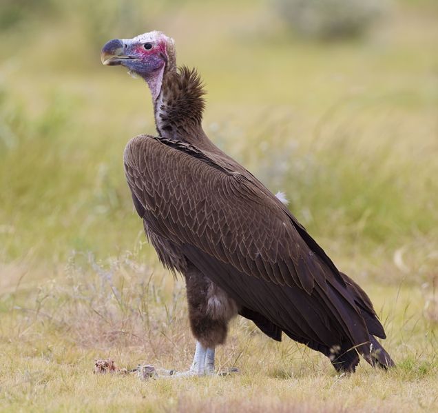 Fil:2012-lappet-faced-vulture.jpg