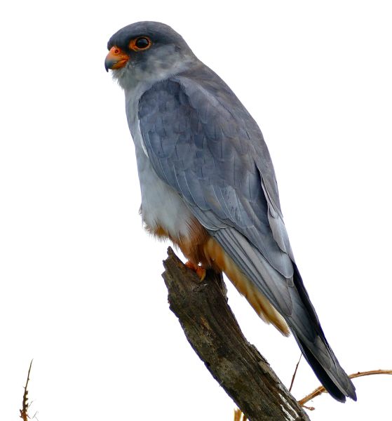 Fil:Amur Falcon (Falco amurensis) male (16794543415).jpg