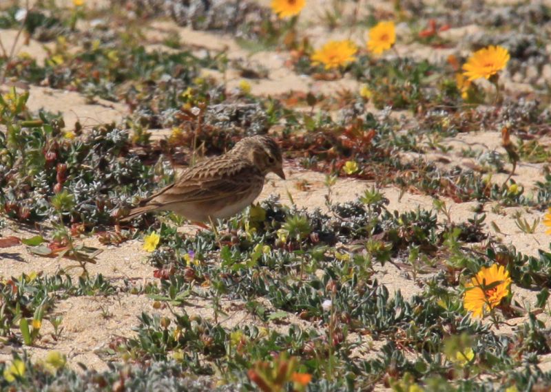 Fil:Calandrella rufescens -Canary Islands -Spain-8.jpg