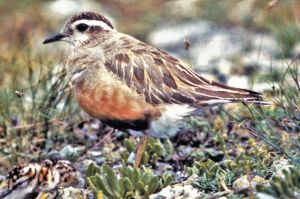 Charadrius morinellus male with chicks.jpg